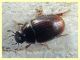 probabile Cercyon sp. - Anzio 6.10.2019 - circa 2,5 mm. su sterco equino - (1).JPG