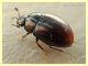 probabile Cercyon sp. - Anzio 6.10.2019 - circa 2,5 mm. su sterco equino - (3).JPG