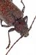 Trichoferus_spec03asmall.jpg