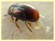 probabile Cercyon sp. - Anzio 6.10.2019 - circa 2,5 mm. su sterco equino - (4).JPG