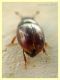 probabile Cercyon sp. - Anzio 6.10.2019 - circa 2,5 mm. su sterco equino - (6).JPG
