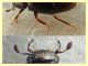 probabile Cercyon sp. - Anzio 6.10.2019 - circa 2,5 mm. su sterco equino - (7).jpg