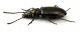 Comb2904cr-52zL6.jpg