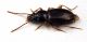 Comb2906cr-45zL6.jpg