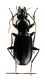 Comb2901cr-11zL6.jpg