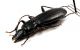 Comb2902cr-31zL6.jpg
