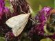 moth_8674_b.jpg