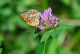 DSC_1258.jpg