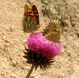 Turchia 2010 610.jpg
