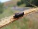 Turchia 2010_Zabrus tenebrioides 174.jpg