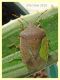 Nezara viridula bicolor - Anzio - 23.10.2019 - (2.).JPG