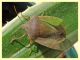 Nezara viridula bicolor - Anzio - 23.10.2019 - (4.).JPG