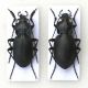 Carabus_pair_GR.jpg