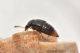 2 oligota chrysopyga staphylinidae baronessa.JPG