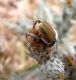 Turchia 2010_Malatya_Kozluca_Glaphyrus sp_ 508.jpg