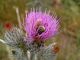 Turchia 2010 Malatya_Kozluca_Glaphyrus sp_507.jpg
