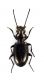 Comb2931cr-24zL6.jpg