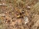Turchia 2010_15 km nord Tunceli_Ortottero 589.jpg