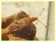3 probabile Rhopalidae - 7 mm. - 30.10.2019 - Anzio - (6).JPG