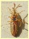 6 probabile Rhopalidae - 7 mm. - 30.10.2019 - Anzio - (8).JPG