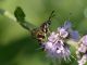 Sesiidae_Via-di-Settebagni_2-VII-2010_b.jpg