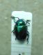 2-DSCN9261,okit.jpg