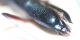 neocollyris63.JPG