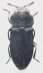 Anthaxia_bedeli_Maroc_Oujida_Col_de_Jerada_1000m_26.III.2005_M-Gigli_4,2mm_grey.jpg