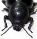Ocnodes-sp-front.jpg