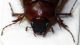 Scarabeide-Karoo-front.jpg