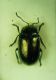 1-DSCN9471,okit.jpg