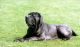 Mastino-napoletano-1024x604.jpg