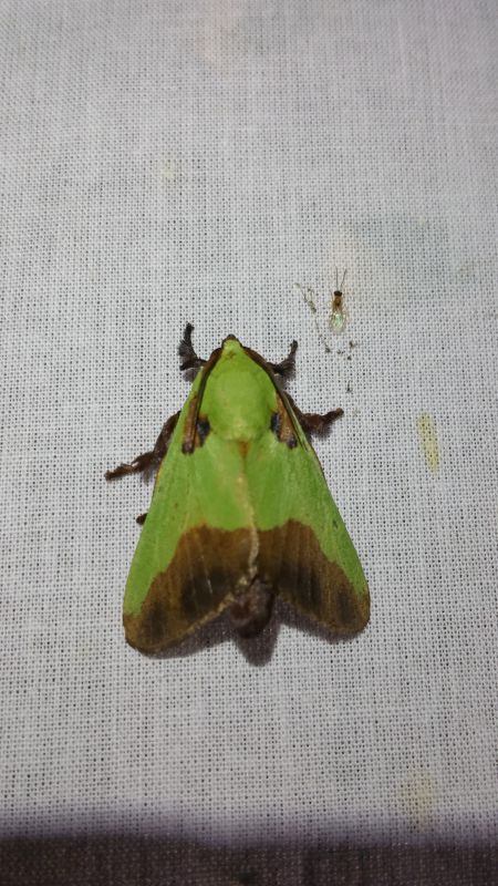 Latoia sp. - Limacodidae.jpg