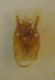 Gastrallus 015 A.jpg