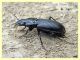 probabile Pterostichus sp. circa 21 mm. - Roma - San Paolo - Lungotevere di Pietra Papa - 10.10 .2019.,.,.JPG