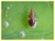 giovane di Anthocoridae meno di 3 mm. - Anzio 10.9.2019 - (2).JPG