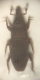 Dryophthorus_1.png