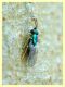 probabile Psyllaephagus bliteus punta antenna punta ala 2,5 mm. Anzio 10.9.2019 su Eucalipto (5).JPG