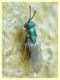 probabile Psyllaephagus bliteus punta antenna punta ala 2,5 mm. Anzio 10.9.2019 su Eucalipto (3).JPG