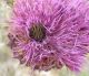 Turchia 2010 Est Bingol_Eulasia vittata su onopordon 145.jpg