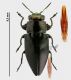 Chrysobotris sp rid..jpg