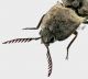 Elateridae 1 3_4 rid.jpg