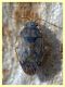 Miridae circa 3 mm su Eucalipto - Anzio - 16.2.2020 - (2).JPG
