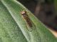 Syrphidae_Melanostoma_sp (1).jpg