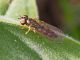 Syrphidae_Melanostoma_sp (2).jpg