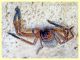 probabile Sparassidae corpo circa 12 mm. sotto corteccia di Eucalipto - Anzio 21.2.2020 - (3).JPG