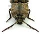Elateridae 4 3_4.jpg