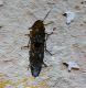 Elateridae 5 nat.jpg