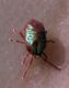 Curteria sp. 1 (22-5-10 Alfocea).jpg