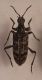 Rhagium_deformazione.jpg